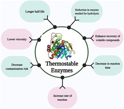 Thermostable Cellulases / Xylanases From Thermophilic and Hyperthermophilic Microorganisms: Current Perspective